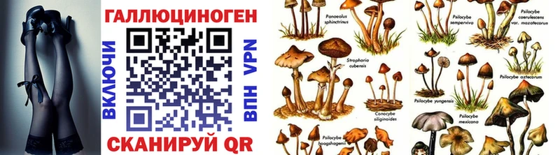 Галлюциногенные грибы Psilocybine cubensis  OMG как зайти  Минусинск 